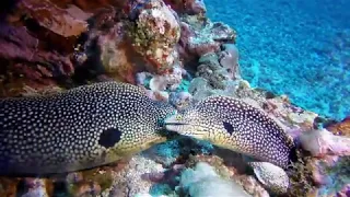 Diving São Tomé with Dive Tribe