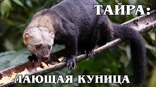 Taira: South American "barking" marten | Interesting facts about Tayra