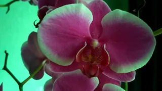 Обзор орхидеи Pretoria Paars. Пышно цветущая орхидея растит сразу два листика.