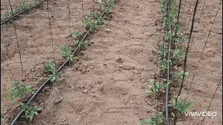 Схема посадки томатов, два варианта.