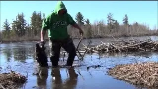 MUSKRAT TRAPPING BEAVER TRAPPING! SPRING WATER TRAPPING PT 2!