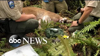 1 man dead, 1 injured after mountain lion attack