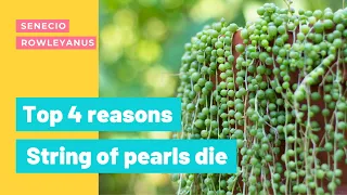 Top 4 reasons string of pearls die | Senecio rowleyanus dying | #SHORTS | MOODY BLOOMS