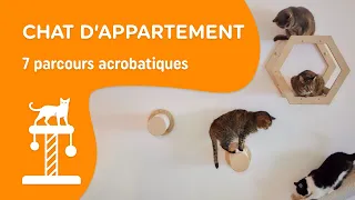 Chat d’appartement : 7 parcours acrobatiques DIY - MesDépanneurs.fr