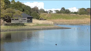 Amazing Birds @ Tokyo Port Wild Bird Park東京港野鳥公園の素晴らしい鳥たち