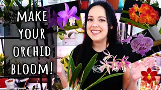 The trick to making Orchids bloom? - Orchid Care for Beginners