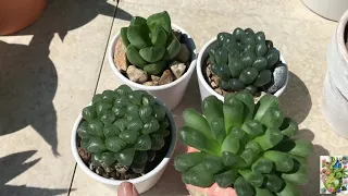 Mi  colección de Aloes Haworthias y Gasterias 🌵