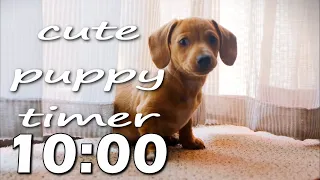 10 Minute Cute Puppy Timer With Alarm & Music.