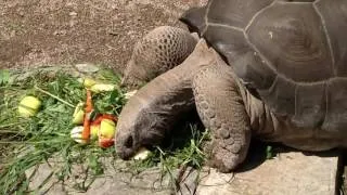 Essende Schildkröte - eating tortoise - turtle