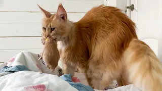 MAINE COON MELISSA STOLE BARBIE'S KITTEN / Lynxes play with a fishing rod