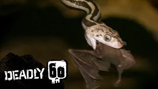 Bat-eating Snakes of Mexico! | Deadly 60 | BBC Earth Kids