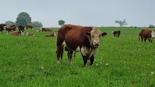 БЫЧКИ, КОРОВКИ, ТЕЛОЧКИ на Пастбище. Осеменяются... 2 июня 22 года.