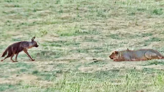 Hyena Walks Right into a Pride of Lions