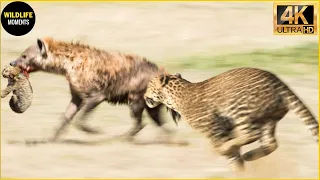 30 Incredible Moments Leopard Fight Hyena To Protect Her Cub | Animal Fight