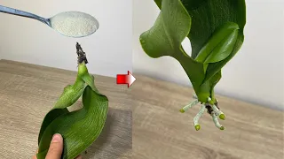 Do This To Rootless Orchids!! Many Strong Roots Will Grow And Revive Quickly