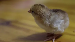 New born chicks sound