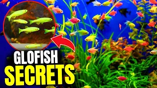 The GloFish Care Guide Tetra Doesn't Want You To See....