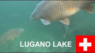 Carp under the bridge Lugano lake (switzerland) - Carpe al ponte diga di Melide, Ticino (Svizzera)