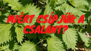 Miért csípjük a csalánt, az ehető gyógynövényt?