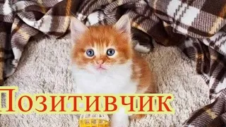 вечерний позити