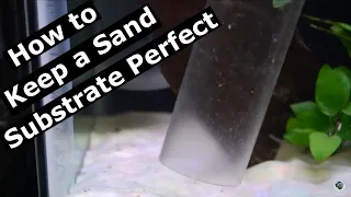 Sand Substrate [How to Care for, Maintain and Vacuum a Sand Substrate the Right Way] - This Works!