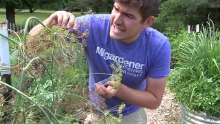 Never Buy Dill Seed Again! Plant it & Save the Seed