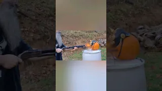 TRENCH SHOTGUN vs Pumpkin! Winchester 97