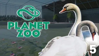 Planet Zoo / Строительство зоопарка / ЧАСТЬ 5 / Лебеди