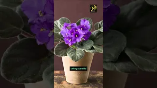 African violets are known for their cheerful bloom.#viral #youtubeshorts #shorts #viralvideo #usa