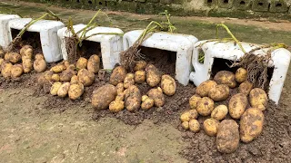 Growing potatoes in plastic cans is very simple but has a lot of tubers