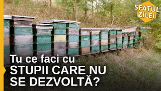 Afla cum poti ajuta stupii care nu se dezvolta