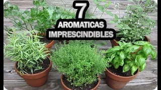 7 Aromáticas IMPRESCINDIBLES En El Huerto Urbano O Jardín || La Huertina De Toni