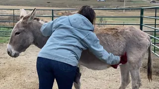 Shaggy wild burro treating his rain rot part 1