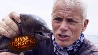 The Uniquely Fascianting Moray Eel | EEL | River Monsters