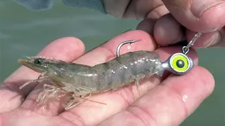 How To Rig Shrimp On A Jig Head (EASIEST Way To Catch Fish)