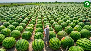 The Most Modern Agriculture Machines That Are At Another Level , How To Harvest Watermelons In Farm