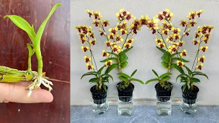 Dendro Orchid SUPER MANY Brilliant FLOWERS. Full How to propagate very Surprise