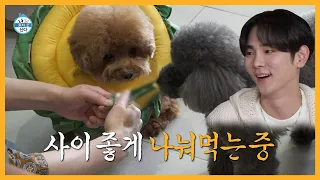 [주간 예능연구소]✨반려견 애교의 정석🐶 꼼데&가르송의 댕댕美 🏠 나 혼자 산다/전지적 참견 시점/복면가왕 | MBC 220610 등 방송