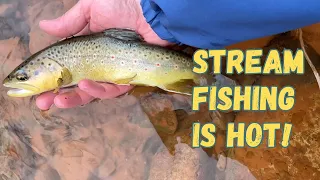 Fishing Utah's Mountain Streams: Brown Trout