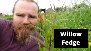 How to install a sculptural living willow fence/hedge for your food forest. The Fedge.
