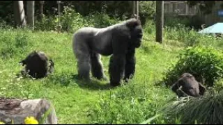 Silverback dad defends & protects daughter