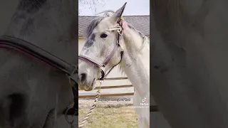 Funny horse TikTok! 🐎🤣🐴 Part 2