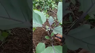 PILIPINO FARMERS IN PHILIPPINES USE THIS TECHNIQUE |SA TALONG OR EGGPLANT PARA MAKA IWAS SA MGA OOD