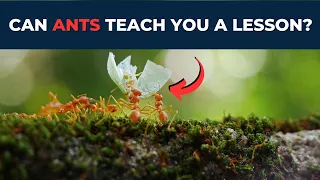 Ants Life Lessons | Best Motivation Video