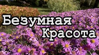 Цвети и Пахни Донецк! Нереальная красота! Ботанический сад сегодня!Донбасс Реалии