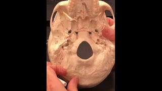 Skull Foramen Magnum and Palate