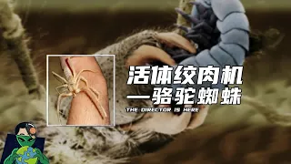 活体绞肉机——骆驼蜘蛛