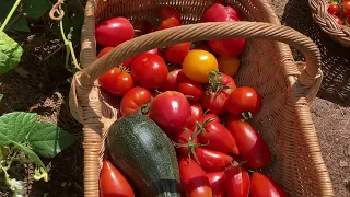 Abondance de tomates au potager