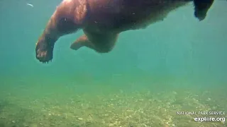 Bear 435 Holly under water cam 2018 07 03 Brooks Falls Katmai