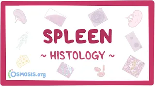 Spleen: Histology